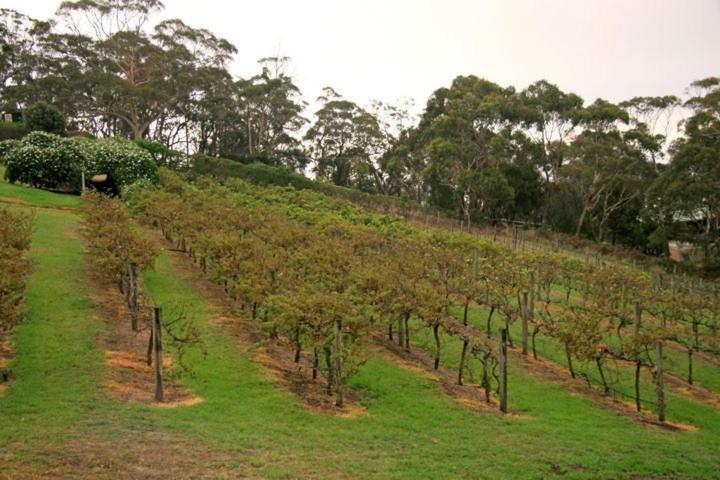 Georges Boutique B&B And Culinary Retreat Arthurs Seat Buitenkant foto